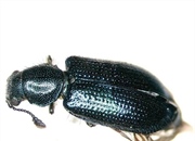 سوسک‌های لاشه‌خوار: حشراتی که راز مرگ را فاش می‌کنند