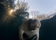 انواع گاو دریایی: راهنمای جامع شناخت پستانداران دریایی دوست داشتنی