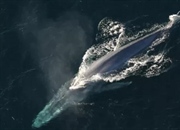 نهنگ آبی: غول اقیانوس! کشف رازهای طول عمر، وزن و رژیم غذایی