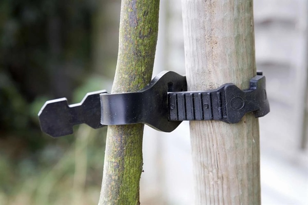 اصول اساسی مراقبت از درخت: راهنمای جامع برای داشتن درختانی سالم