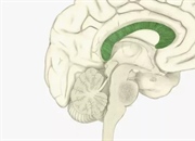 جسم پینه‌ای: شاهراه ارتباطی مغز و نقش آن در عملکرد شناختی