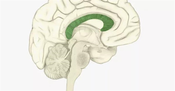 جسم پینه‌ای: شاهراه ارتباطی مغز و نقش آن در عملکرد شناختی