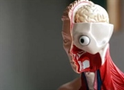 سفالیزاسیون چیست؟ تعریف، مزایا و مثال‌های شگفت‌انگیز در جانوران