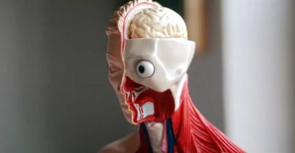 سفالیزاسیون چیست؟ تعریف، مزایا و مثال‌های شگفت‌انگیز در جانوران