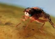 مگس میوه از کجا میاد؟ رازهای ریشه کن کردن مگس های ریز میوه در آشپزخانه!