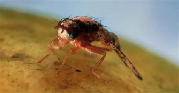 مگس میوه از کجا میاد؟ رازهای ریشه کن کردن مگس های ریز میوه در آشپزخانه!