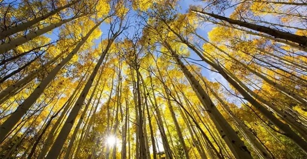 کدام درختان بهترین راهکار برای مقابله با گرمایش جهانی هستند؟