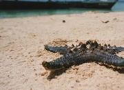 مادرپوریت چیست؟ نقش، ساختار و مثال‌هایی از این دریچه حیاتی در خارپوستان