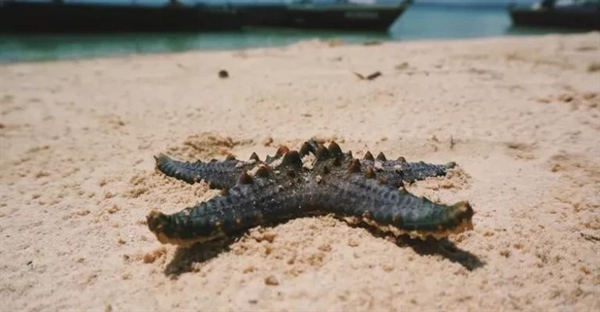 مادرپوریت چیست؟ نقش، ساختار و مثال‌هایی از این دریچه حیاتی در خارپوستان