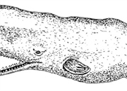 آیا موبی دیک واقعی بود؟ بررسی افسانه نهنگ سفیدی که الهام‌بخش ملویل شد