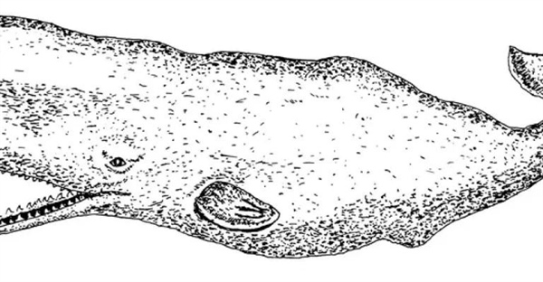 آیا موبی دیک واقعی بود؟ بررسی افسانه نهنگ سفیدی که الهام‌بخش ملویل شد