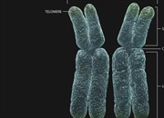 کروموزوم همولوگ چیست؟ راهنمای جامع ژنتیکی