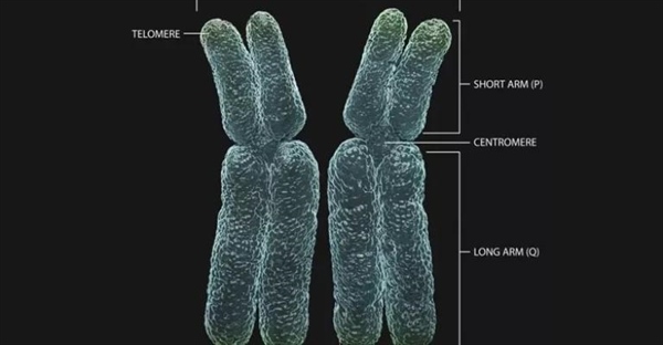 کروموزوم همولوگ چیست؟ راهنمای جامع ژنتیکی