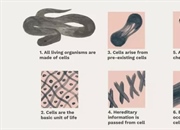 تئوری سلولی: سنگ بنای زیست شناسی | کشف اسرار حیات