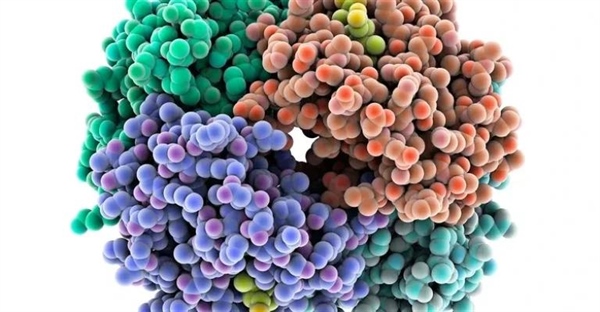 پروتئین در سلول: ساختار، عملکرد و انواع (راهنمای جامع)