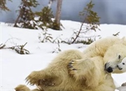 بیوژئوگرافی: رازهای توزیع گونه‌های گیاهی و جانوری در جهان