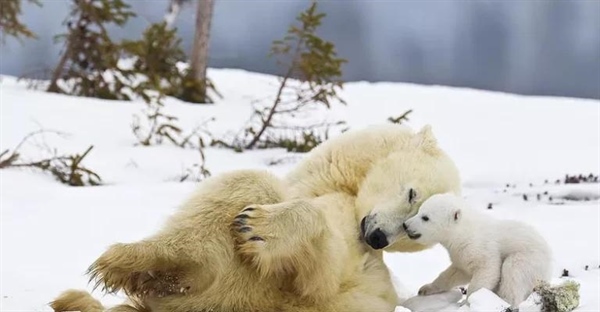 بیوژئوگرافی: رازهای توزیع گونه‌های گیاهی و جانوری در جهان