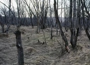 باران اسیدی چیست؟ هر آنچه باید درباره این تهدید زیست‌محیطی بدانید!