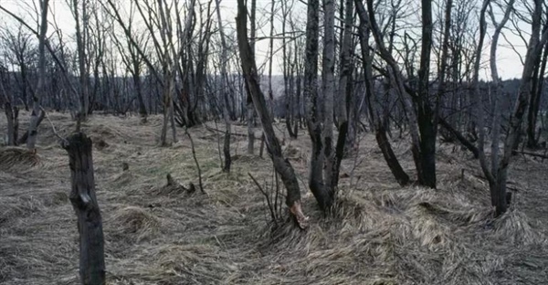 باران اسیدی چیست؟ هر آنچه باید درباره این تهدید زیست‌محیطی بدانید!