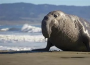 فک فیلی: غول‌های اقیانوس، از تولیدمثل تا رژیم غذایی و حقایق شگفت‌انگیز