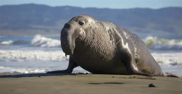 فک فیلی: غول‌های اقیانوس، از تولیدمثل تا رژیم غذایی و حقایق شگفت‌انگیز