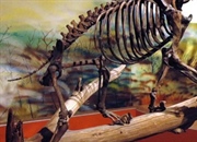 دنیای گمشده پلیستوسن: از ماموت‌های پشمالو تا ظهور انسان