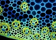 سیستم‌های بافتی گیاهی: راهنمای جامع ساختار، عملکرد و انواع بافت‌ها