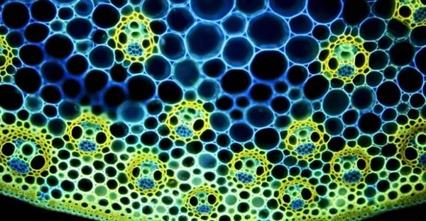 سیستم‌های بافتی گیاهی: راهنمای جامع ساختار، عملکرد و انواع بافت‌ها