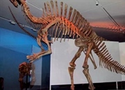 اورانوسور: دایناسور شجاع منقار اردکی با بادبان یا کوهان!