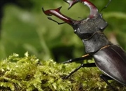 سوسک شاخ‌گوزنی: غول بی‌خطر طبیعت (Lucanidae)