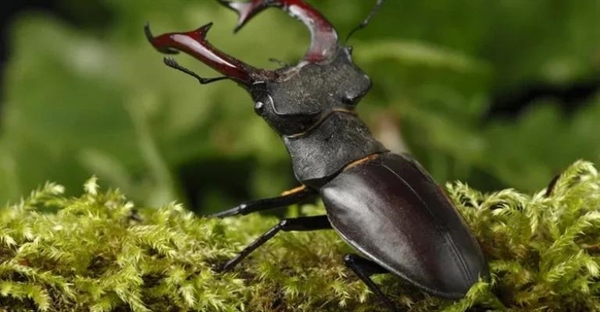 سوسک شاخ‌گوزنی: غول بی‌خطر طبیعت (Lucanidae)