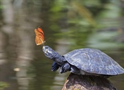 10 حقیقت شگفت‌انگیز درباره لاک‌پشت‌ها و سنگ‌پشت‌ها: از طول عمر تا سفر فضایی!