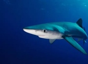 کوسه آبی: حقایقی شگفت‌انگیز درباره اندازه، زیستگاه و تولیدمثل