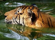 عکس ببر: گالری تماشایی از ببرهای سیبری، بنگال و سوماترایی