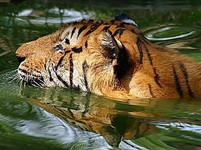 عکس ببر: گالری تماشایی از ببرهای سیبری، بنگال و سوماترایی