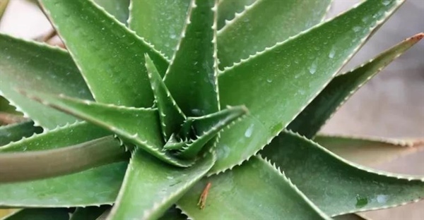 تاریخچه و اهلی سازی آگاو: گیاه هزار کاربرد آمریکای باستان