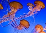 عروس دریایی گزنده: حقایق جالب، زیستگاه، خطرات و چرخه زندگی