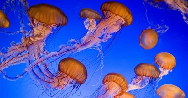 عروس دریایی گزنده: حقایق جالب، زیستگاه، خطرات و چرخه زندگی