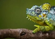 دنیای جانوران: از دسته‌بندی تا شگفتی‌های تنوع زیستی (راهنمای جامع)