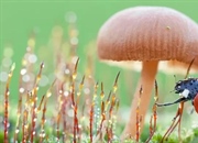 جذب حشرات مفید به باغچه: دستورالعمل‌های خانگی و طبیعی (بدون سم!)