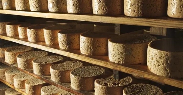 تخمیر: از طعم لذیذ ماست تا تولید سوخت زیستی!