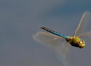 سیر تا پیاز زندگی سنجاقک: سفری از تخم تا پرواز دیدنی!