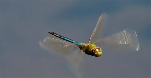 سیر تا پیاز زندگی سنجاقک: سفری از تخم تا پرواز دیدنی!