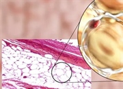 لیپیدهای اصلی و خواص آن‌ها: راهنمای جامع برای درک چربی‌ها