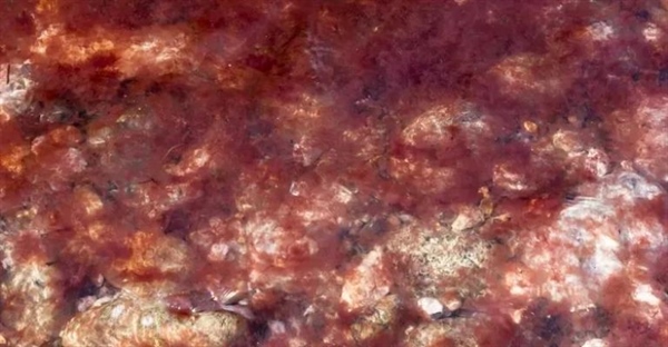 جلبک قرمز چیست؟ از خواص و کاربردهای شگفت انگیز رُدوفیتا تا نقش آن در اکوسیستم