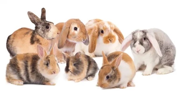 رمزگشایی وراثت، تفاوت ژنوتیپ و فنوتیپ در چیست؟