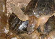 فاجعه نفتی و لاک‌پشت‌های دریایی: تهدیدی برای بقا