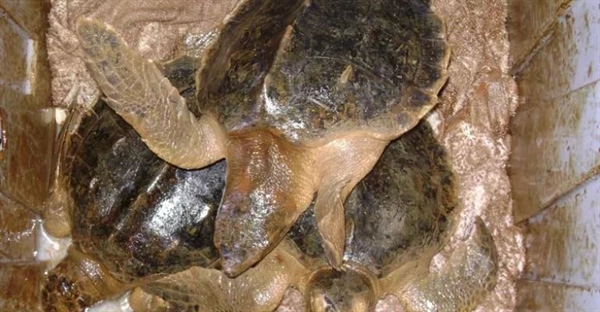 فاجعه نفتی و لاک‌پشت‌های دریایی: تهدیدی برای بقا