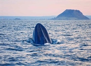 ۱۴ غول مهربان اقیانوس: راهنمای جامع انواع نهنگ‌های باله‌دار