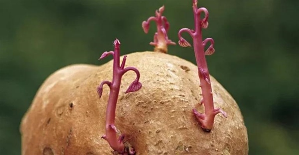 تولید مثل جنسی یا غیر جنسی: کدام روش برای بقا بهتر است؟